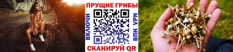 Купить где  Крымск  Псилоцибиновые грибы прущие грибы 